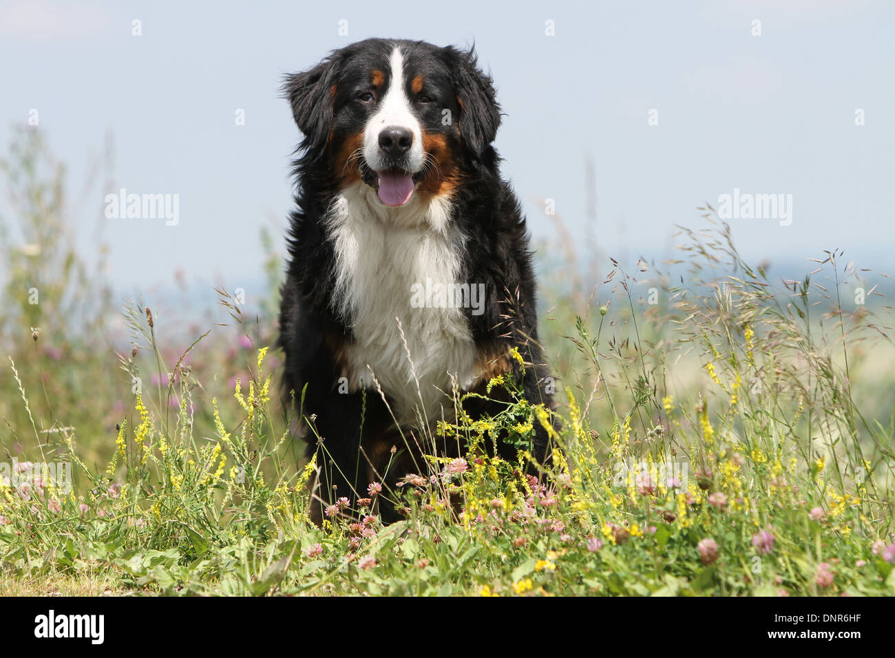 Hund Berner Mountain Dog adult stehen auf einer Wiese Stockfoto