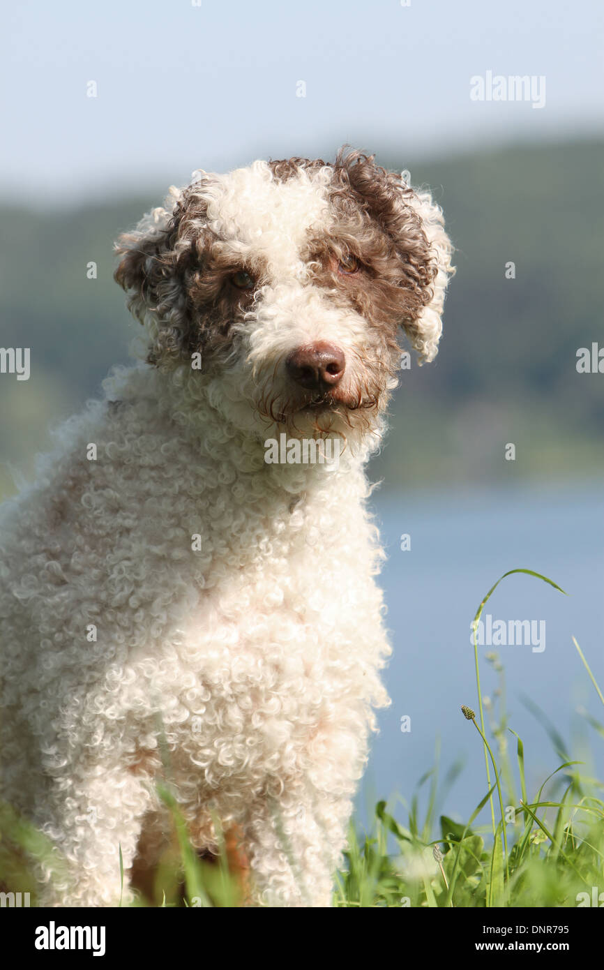 Hund Perro de Agua Espanol / Spanish Water Dog adult Porträt Stockfoto