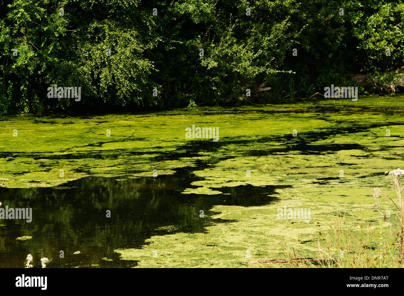 Water scum Fotos und Bildmaterial in hoher Auflösung Alamy