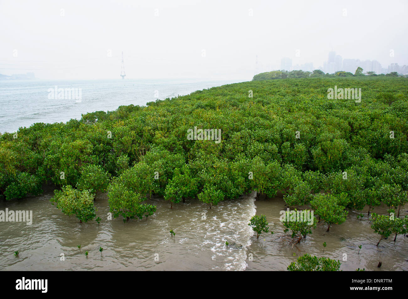 Ansicht der Mangrovenwälder mit Stadtbild im Hintergrund, Tamsui, Taiwan Stockfoto