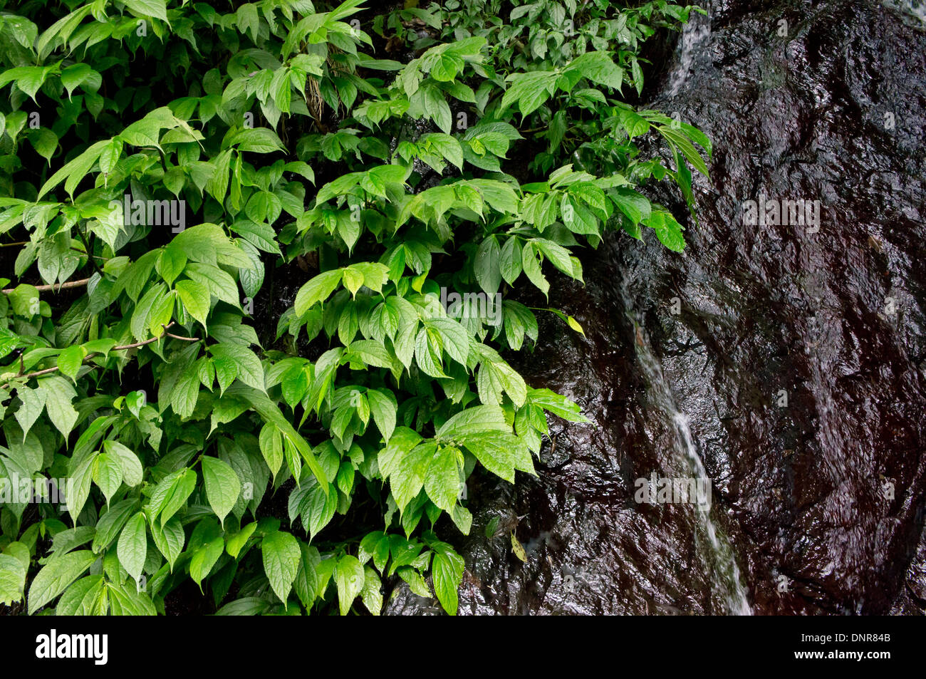 Nassen Baumstamm mit leuchtend grünen Blättern Stockfoto