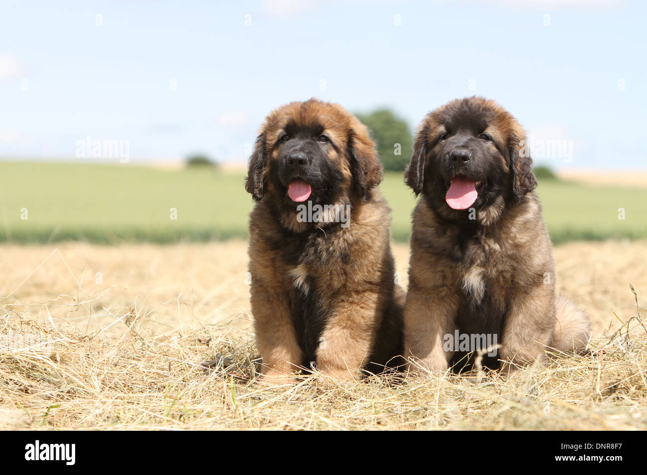 Leonberger Hund / zwei Welpen sitzen in einem Feld Stockfoto, Bild