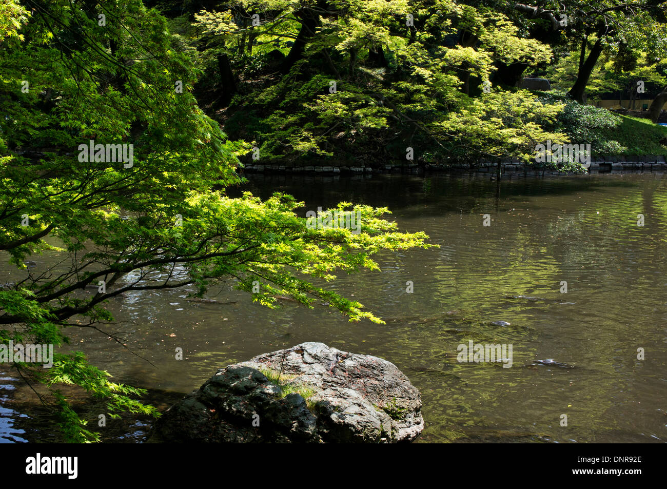 Ein Blick auf Teich in Koishikawa Korakuen Gärten, Tokyo, Japan Stockfoto