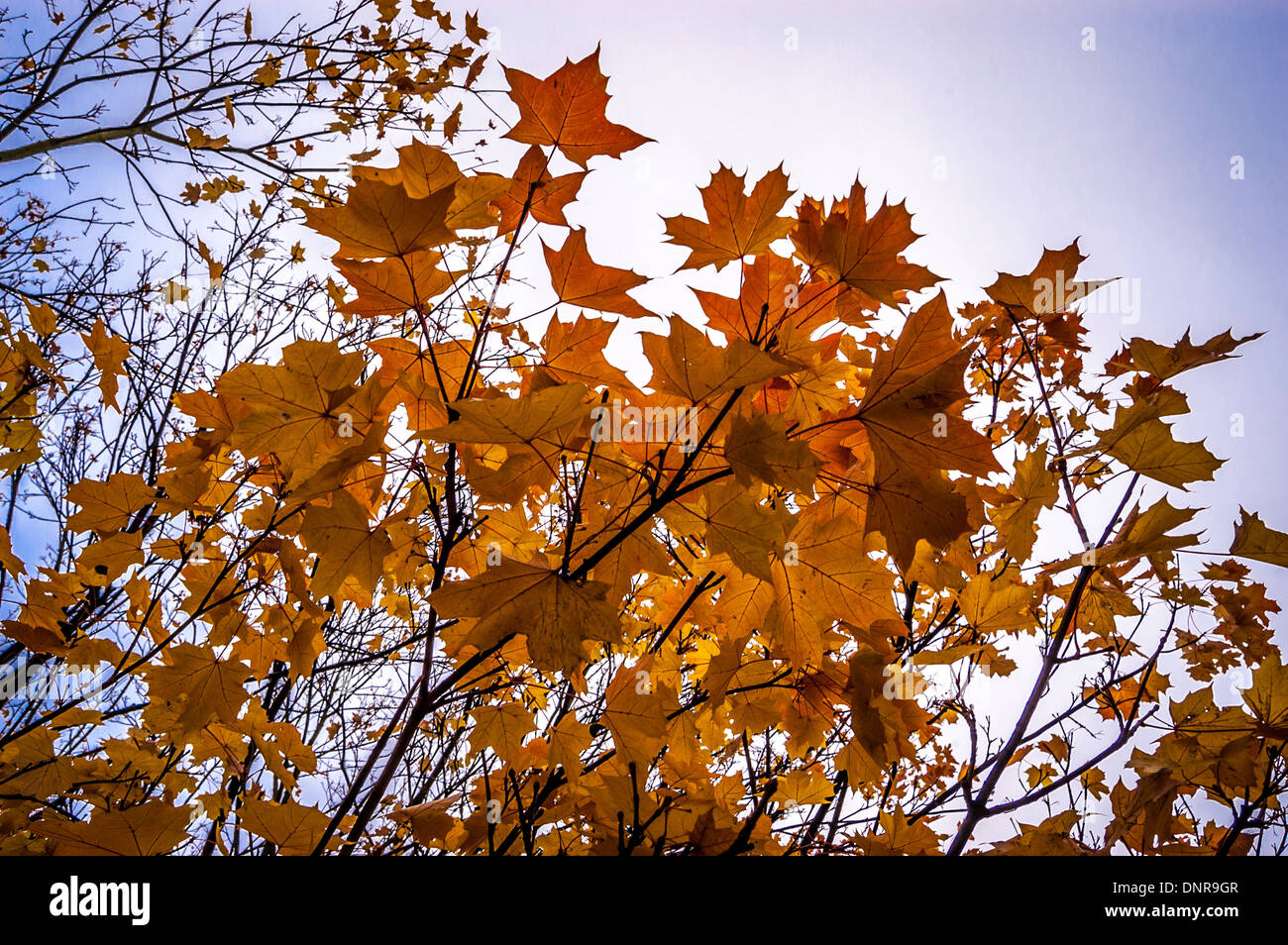 Herbstlaub auf einem Ahornbaum Stockfoto