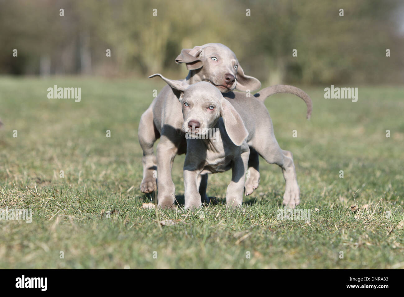 Weimaraner Kurzhaar Hund / zwei Welpen spielen auf einer Wiese Stockfoto