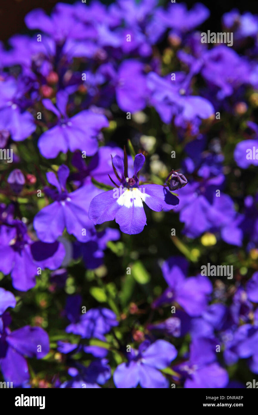 Lobelia Erinus Sorte "Frau Clibran". eine jährliche Sommer Beetpflanze Stockfoto