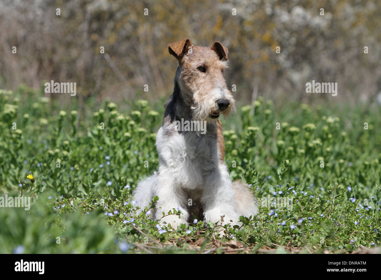 Wire Fox Terrier Hund / Erwachsene sitzen auf einer Wiese Stockfoto