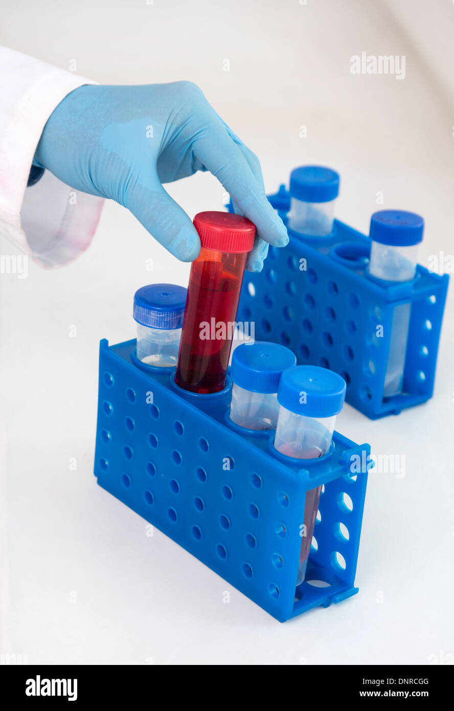 Geben Sie eine blaue Gummihandschuh halten rote Labor Behälter mit einer Flüssigkeit Stockfoto