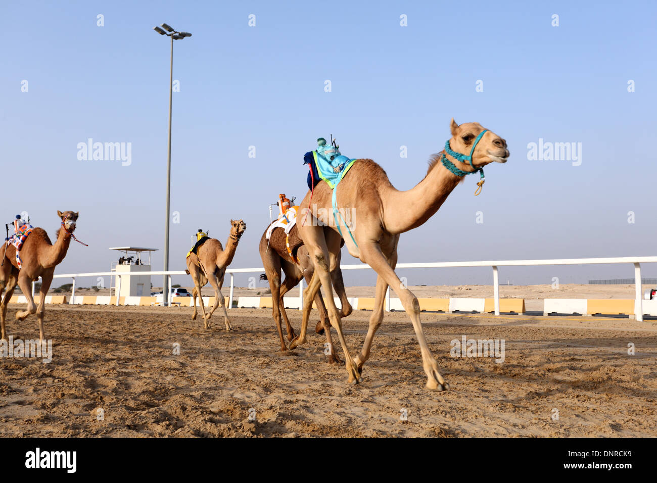 Kamelrennen in Katar, Nahost Stockfoto