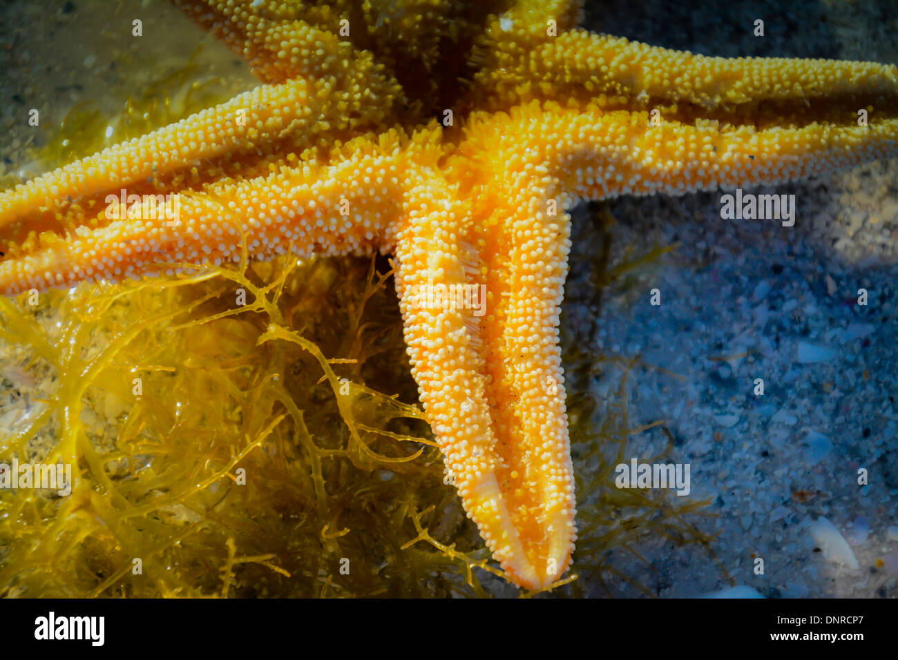 Hautnah und abgeschnitten Bild eines umgekehrten Zucker Seestern ruht auf Algen am Sandstrand Stockfoto