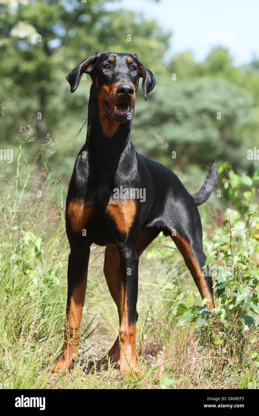 Hund Dobermann / Dobermann (natürlichen Ohren) / Erwachsenen stehen auf  einer Wiese Stockfotografie - Alamy