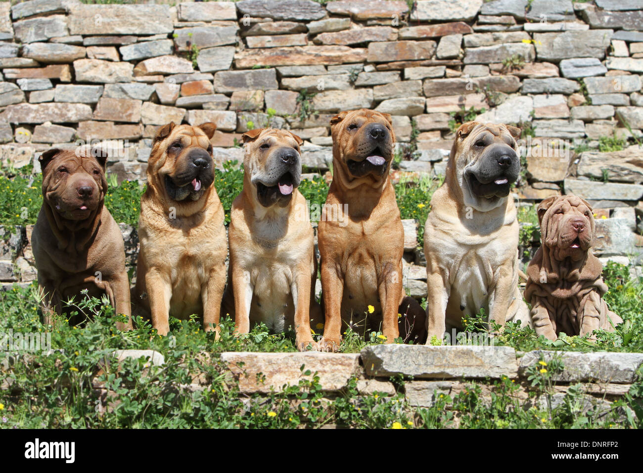 Shar-pei Hund / fünf Erwachsene und ein Welpe auf einer Mauer sitzend Stockfoto