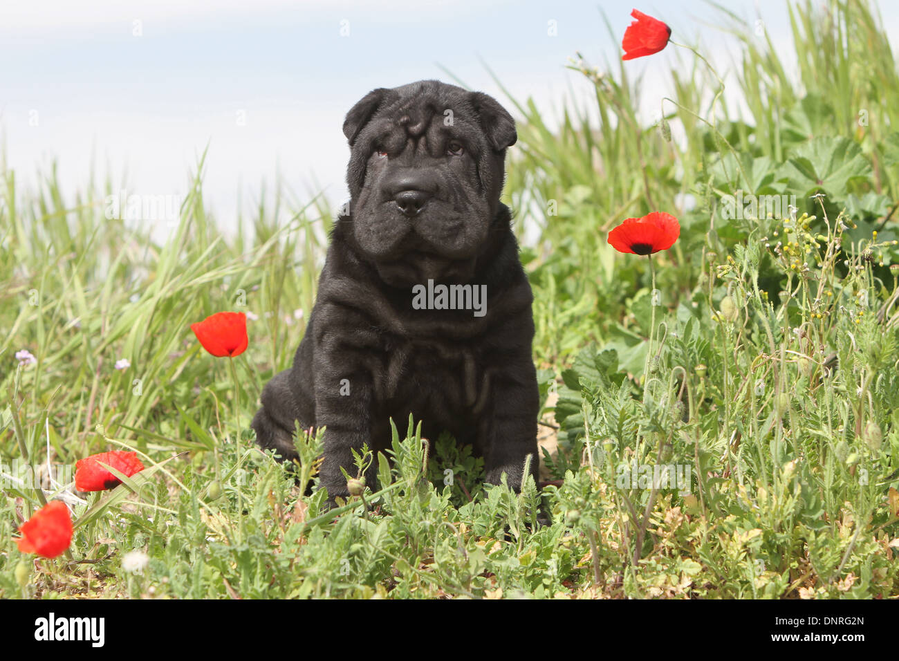 Shar-pei Hund / Welpen sitzen auf einer Wiese Stockfoto