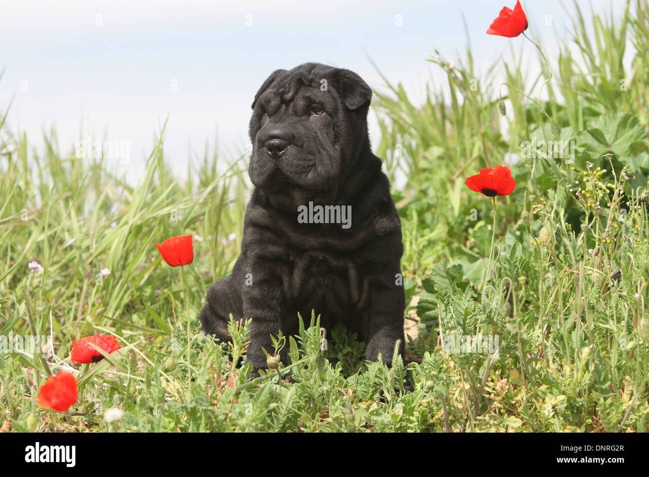 Shar-pei Hund / Welpen sitzen auf einer Wiese Stockfoto