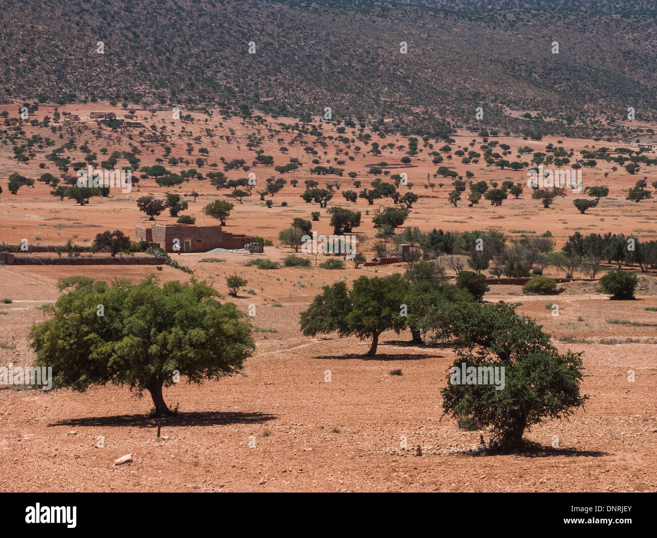 Olivenbäume in der Mitte der Sahara Wüste, in der Nähe von Tznit, Marokko Stockfoto