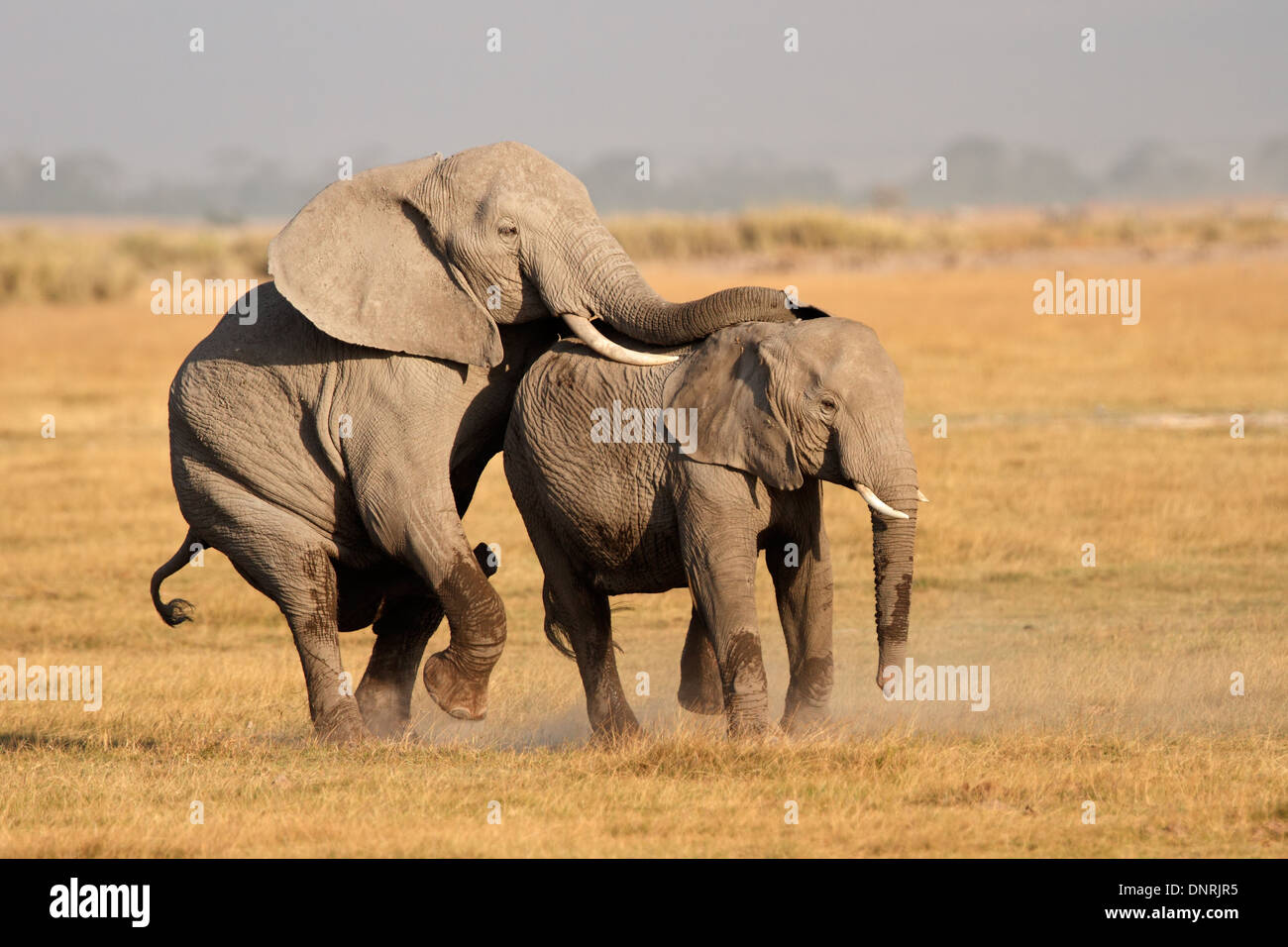 Afrikanische Elefanten (Loxodonta Africana), Paarung, Amboseli Nationalpark, Kenia Stockfoto