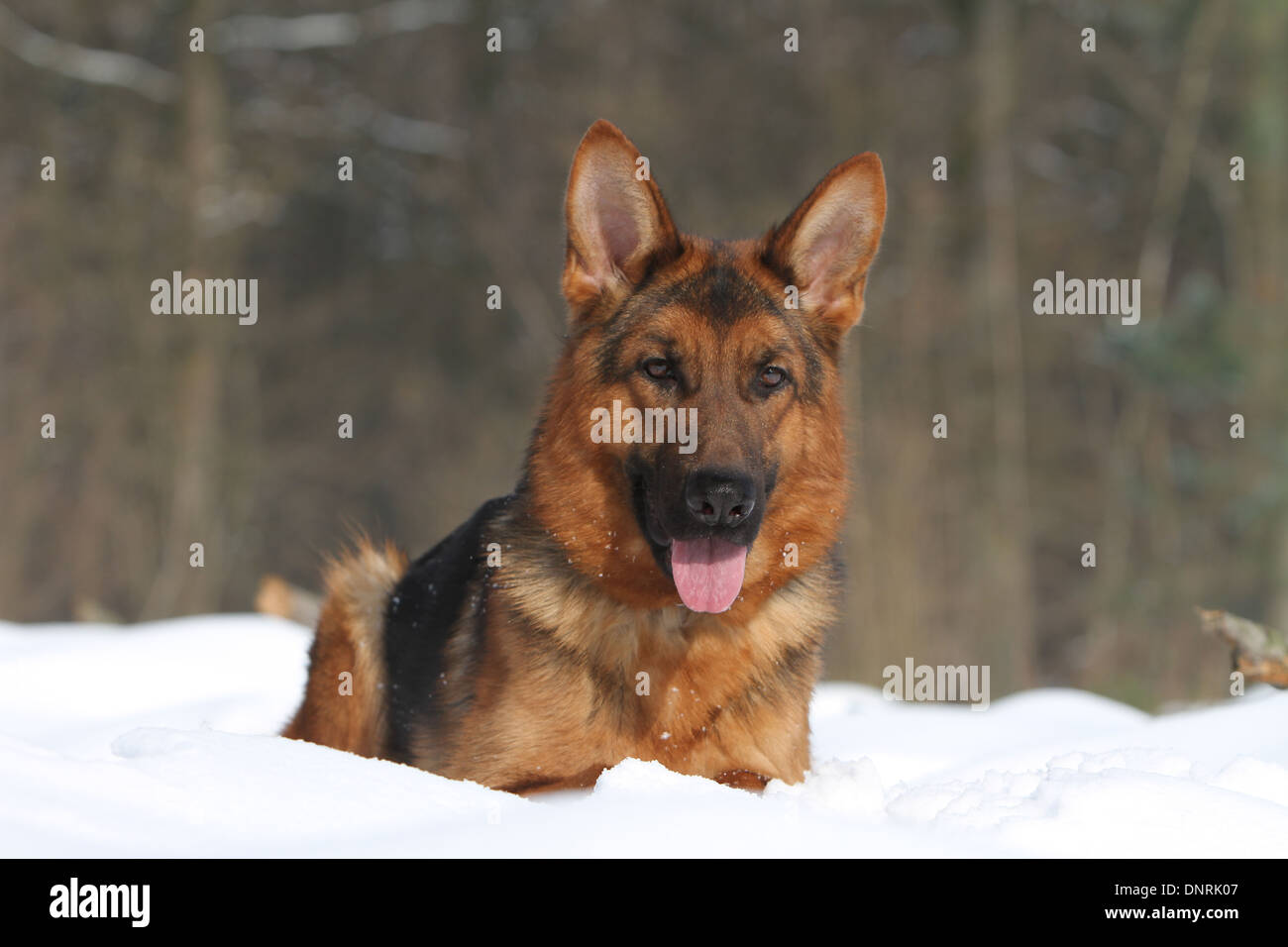 Deutscher Schäferhund Hund / Deutscher Schäferhund Erwachsener im Schnee liegen Stockfoto