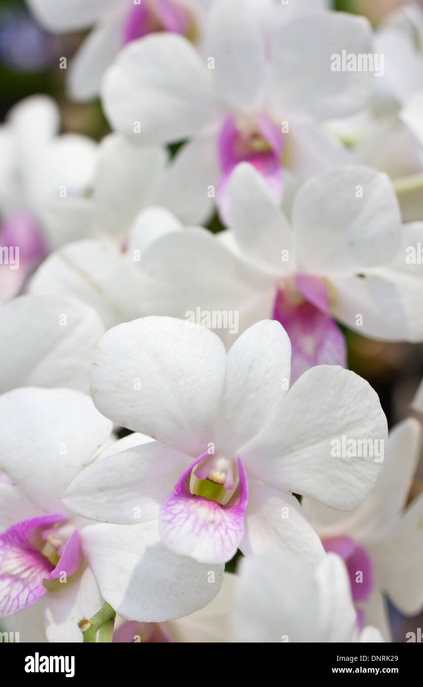 Weiße Orchidee Blume. Stockfoto