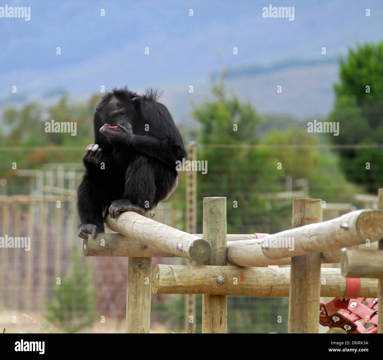 Männlichen Schimpansen (Pan Troglodytes) im Chimp Haven, Klapmuts. Stockfoto