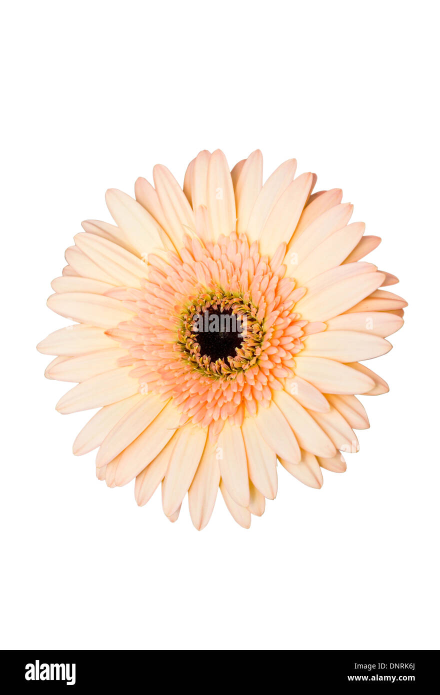 Gerbera Blume (Beau). Stockfoto