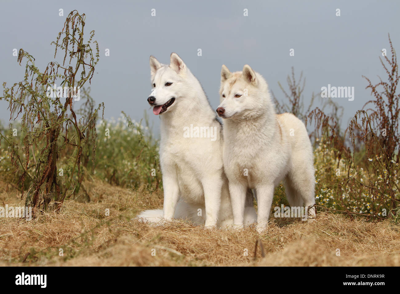 Siberian Husky zwei Erwachsenen in einer Wiese Hund Stockfoto