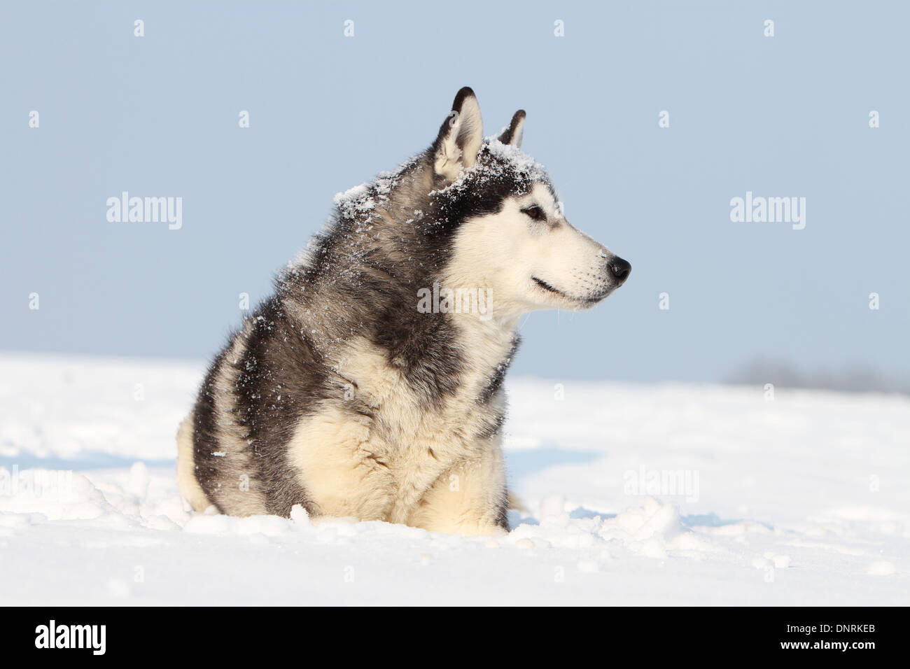 Hund Siberian Husky Erwachsenen im Schnee liegen Stockfoto