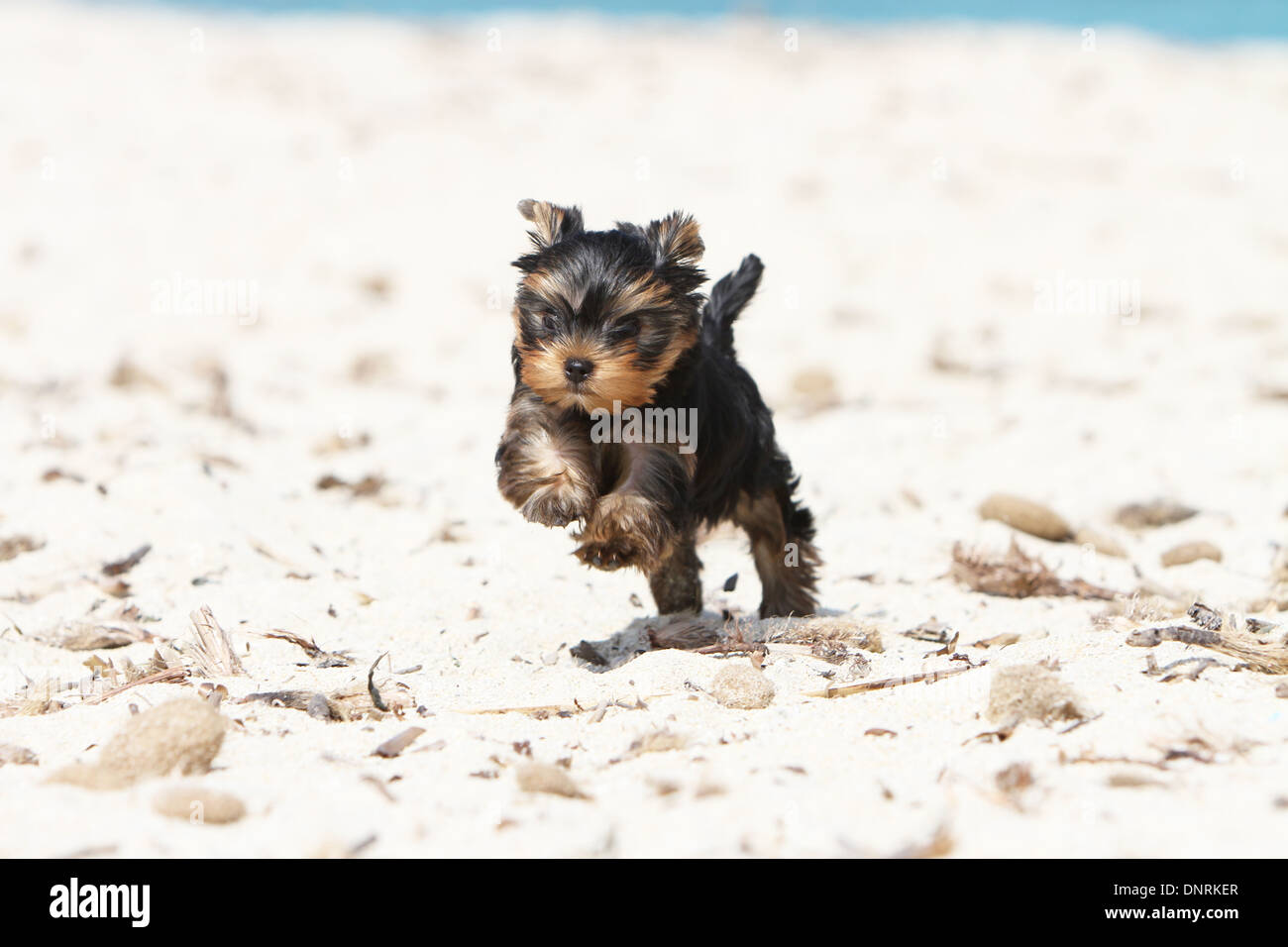 Yorkshire Terrier Hund Welpen Laufen Am Strand Stockfoto Bild