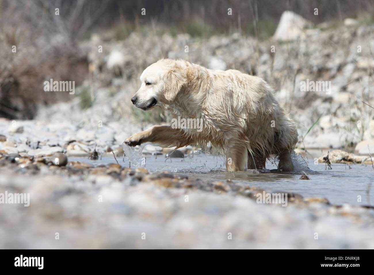 Golden Retriever Hund / Erwachsene in einem Fluss zu Fuß Stockfoto