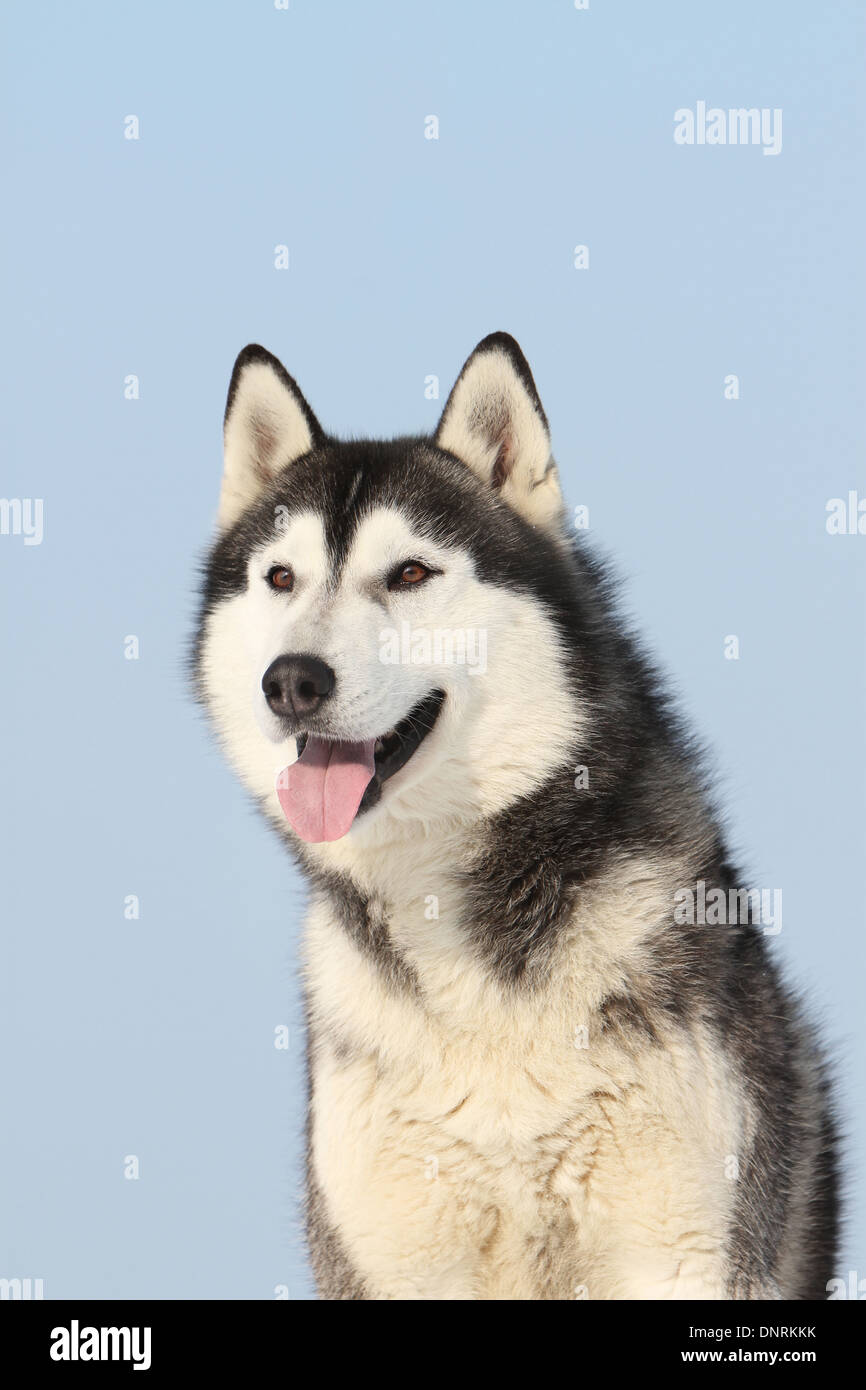 Hund-Siberian Husky-Erwachsenen-Porträt Stockfoto