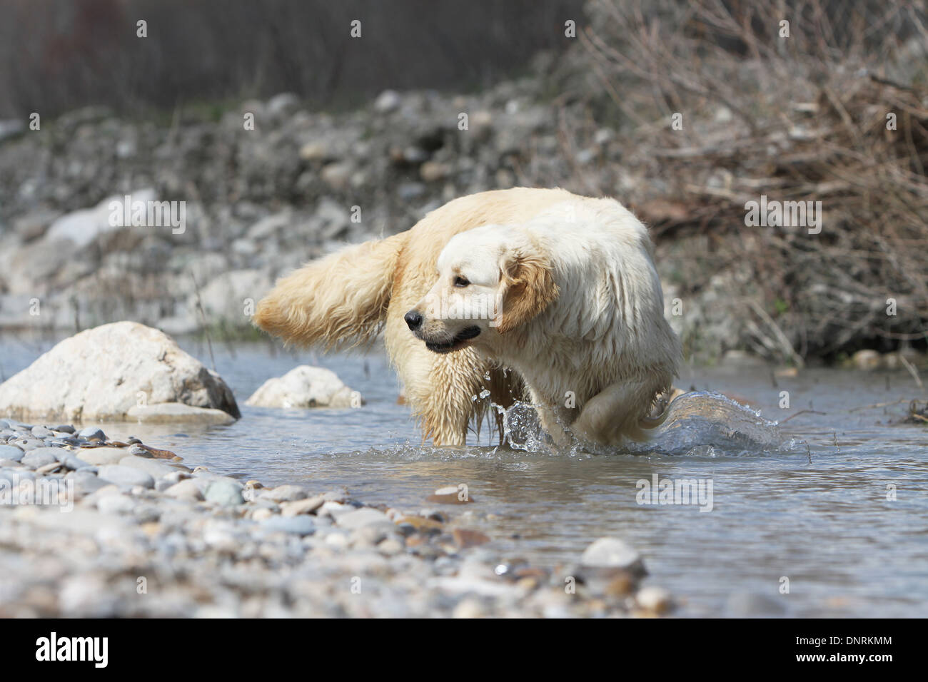Golden Retriever Hund / Erwachsene in einem Fluss zu Fuß Stockfoto