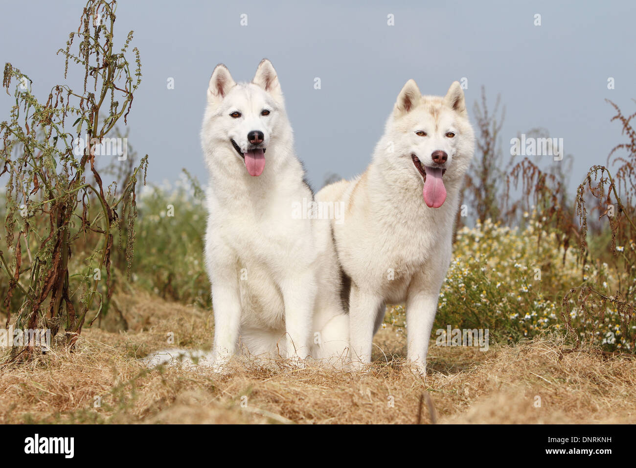 Siberian Husky zwei Erwachsenen in einer Wiese Hund Stockfoto