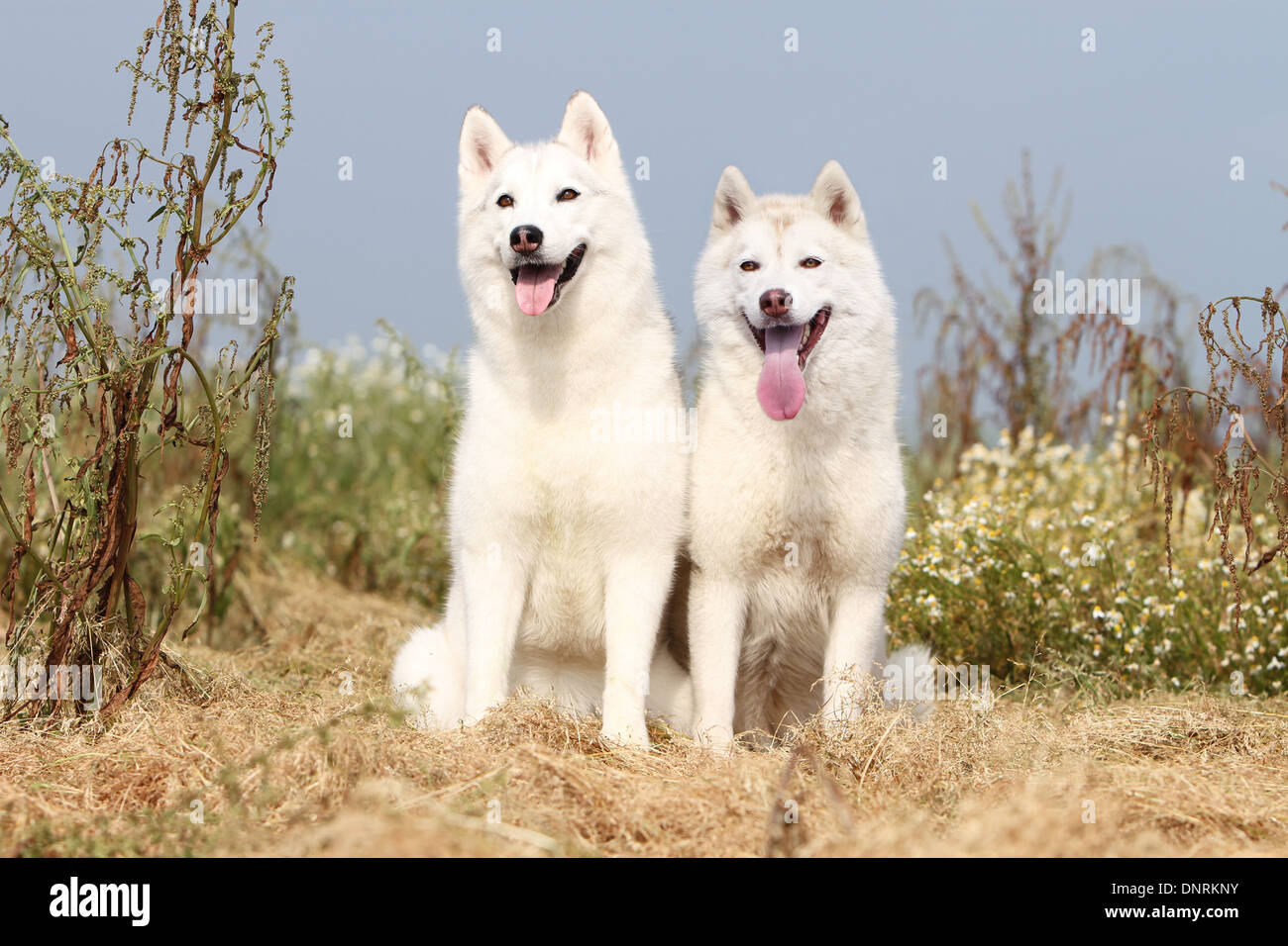 Siberian Husky zwei Erwachsene sitzen auf einer Wiese Hund Stockfoto