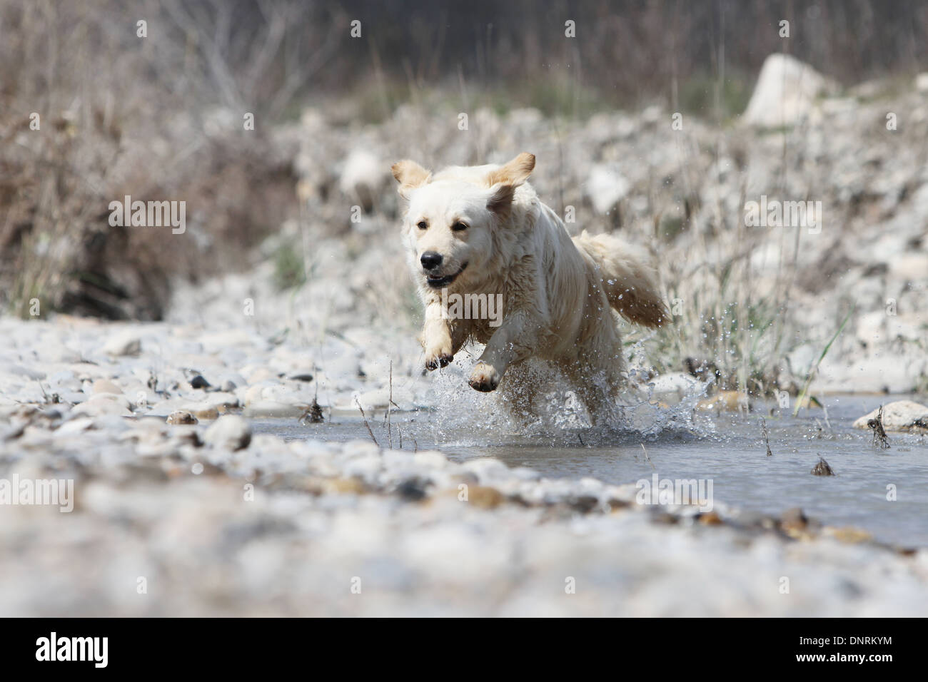Golden Retriever Hund / Erwachsene laufen in einem Fluss Stockfoto