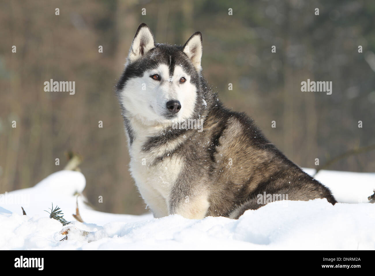 Hund Siberian Husky Erwachsenen sitzen im Schnee Stockfoto