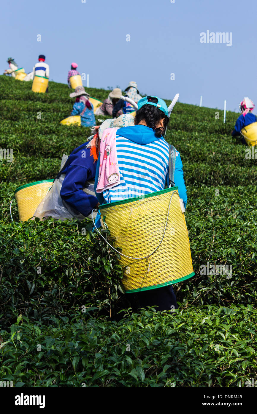 Akha Teepflückerinnen, Chiangrai Thailand Stockfoto