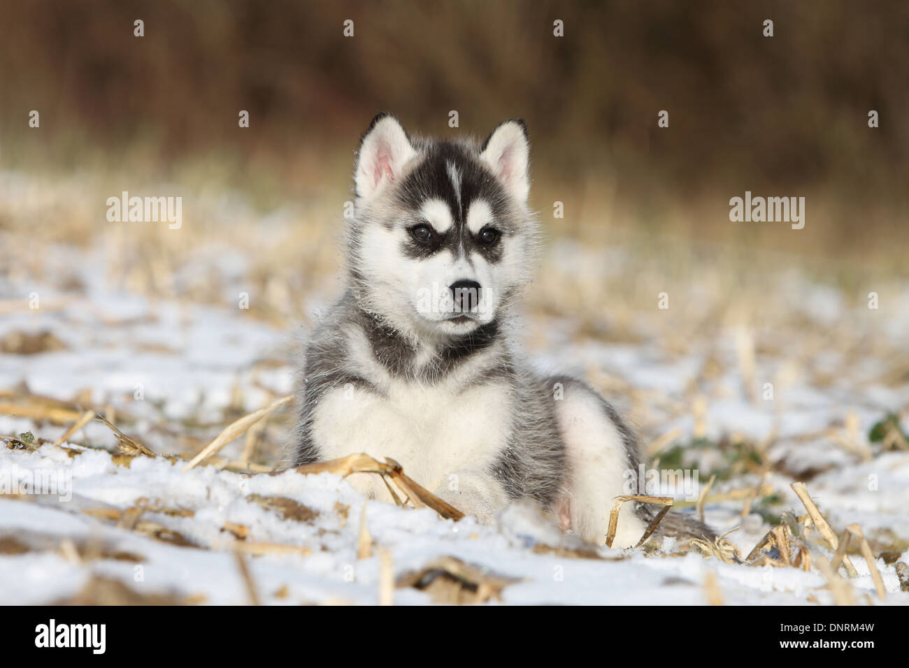 Hund Siberian Husky Welpen Im Schnee Liegen Stockfotografie Alamy