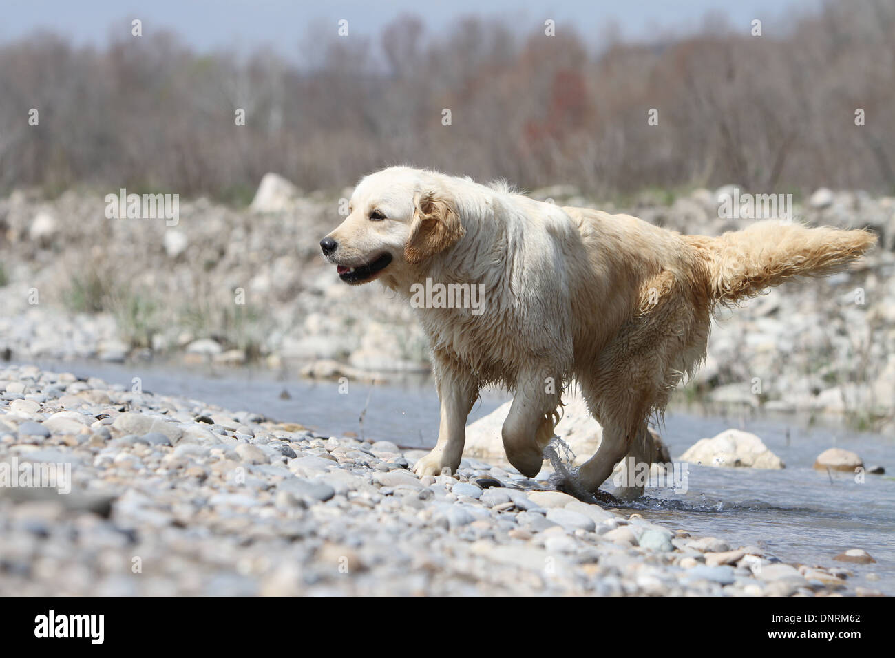 Golden Retriever Hund / Erwachsene zu Fuß am Rande eines Flusses Stockfoto