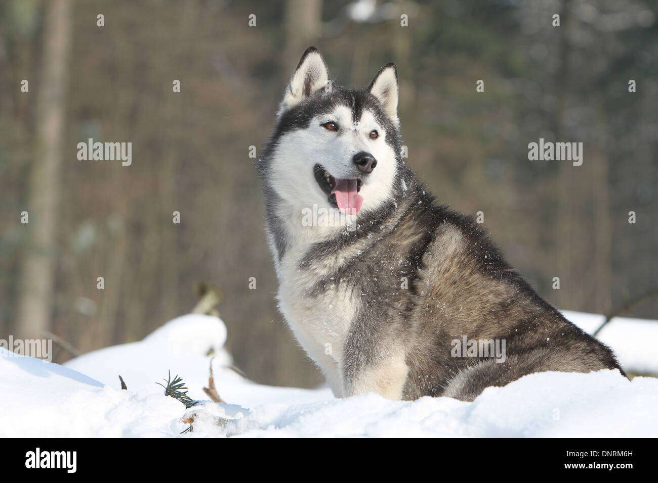 Hund Siberian Husky Erwachsenen sitzen im Schnee Stockfoto