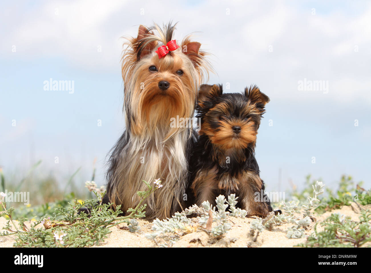 Yorkshire-Terrier Hund / Welpen und Erwachsene sitzen in Dünen Stockfoto Yorkshire-Terrier Hund / Welpen und Erwachsene sitzen in Dünen Stockfoto