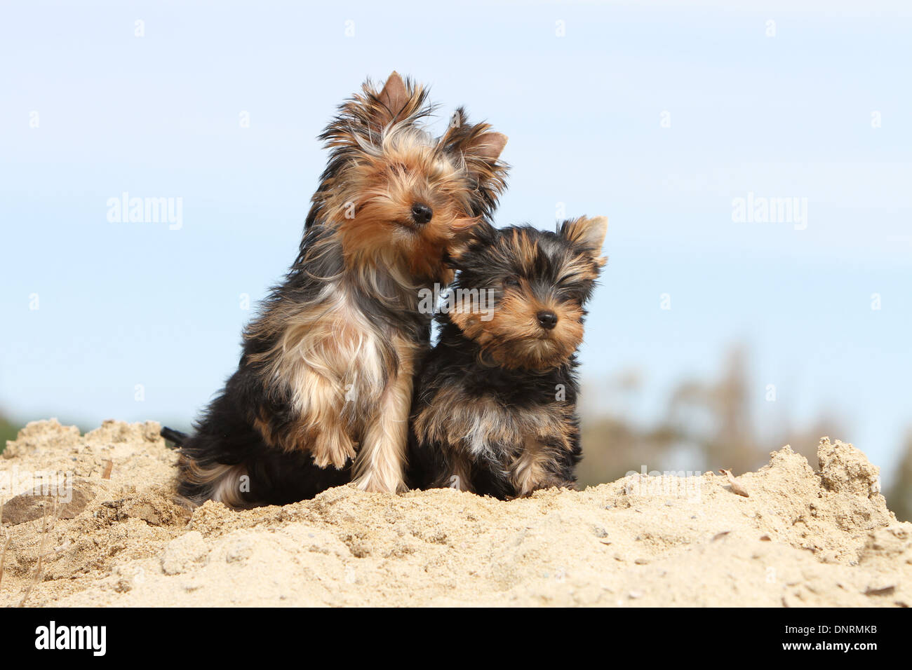 Yorkshire-Terrier Hund / Welpen und Erwachsene sitzen in Dünen Stockfoto Yorkshire-Terrier Hund / Welpen und Erwachsene sitzen in Dünen Stockfoto