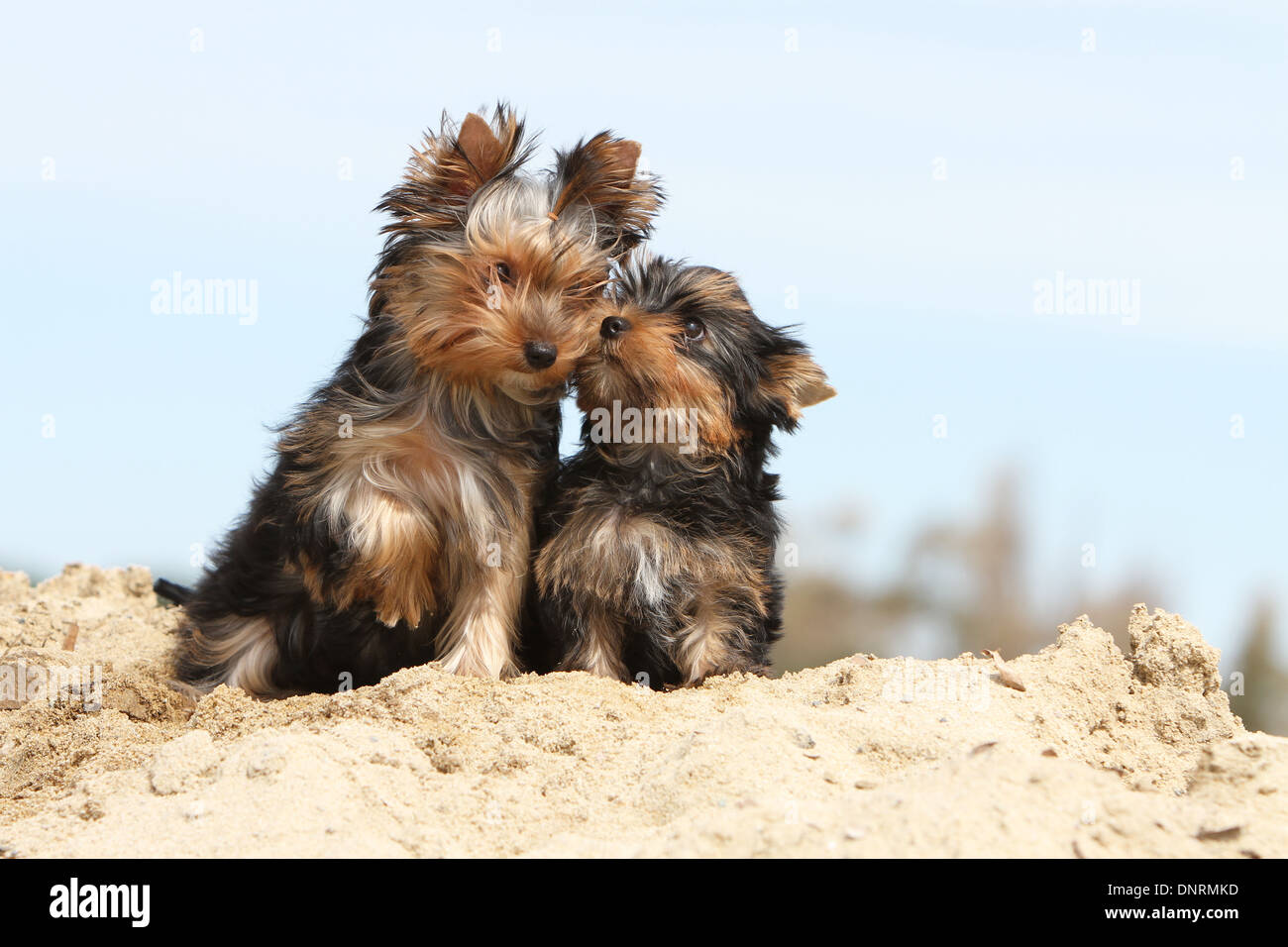 Yorkshire-Terrier Hund / Welpen und Erwachsene sitzen in Dünen Stockfoto