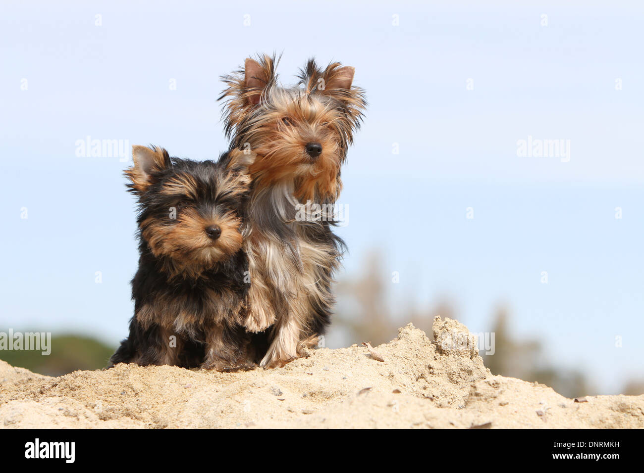 Yorkshire-Terrier Hund / Welpen und Erwachsene sitzen in Dünen Stockfoto Yorkshire-Terrier Hund / Welpen und Erwachsene sitzen in Dünen Stockfoto