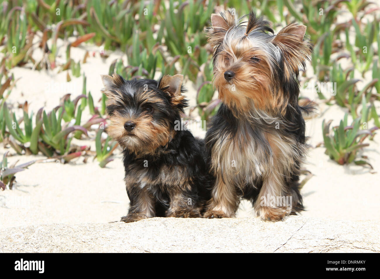 Yorkshire-Terrier Hund / Welpen und Erwachsene sitzen in Dünen Stockfoto Yorkshire-Terrier Hund / Welpen und Erwachsene sitzen in Dünen Stockfoto