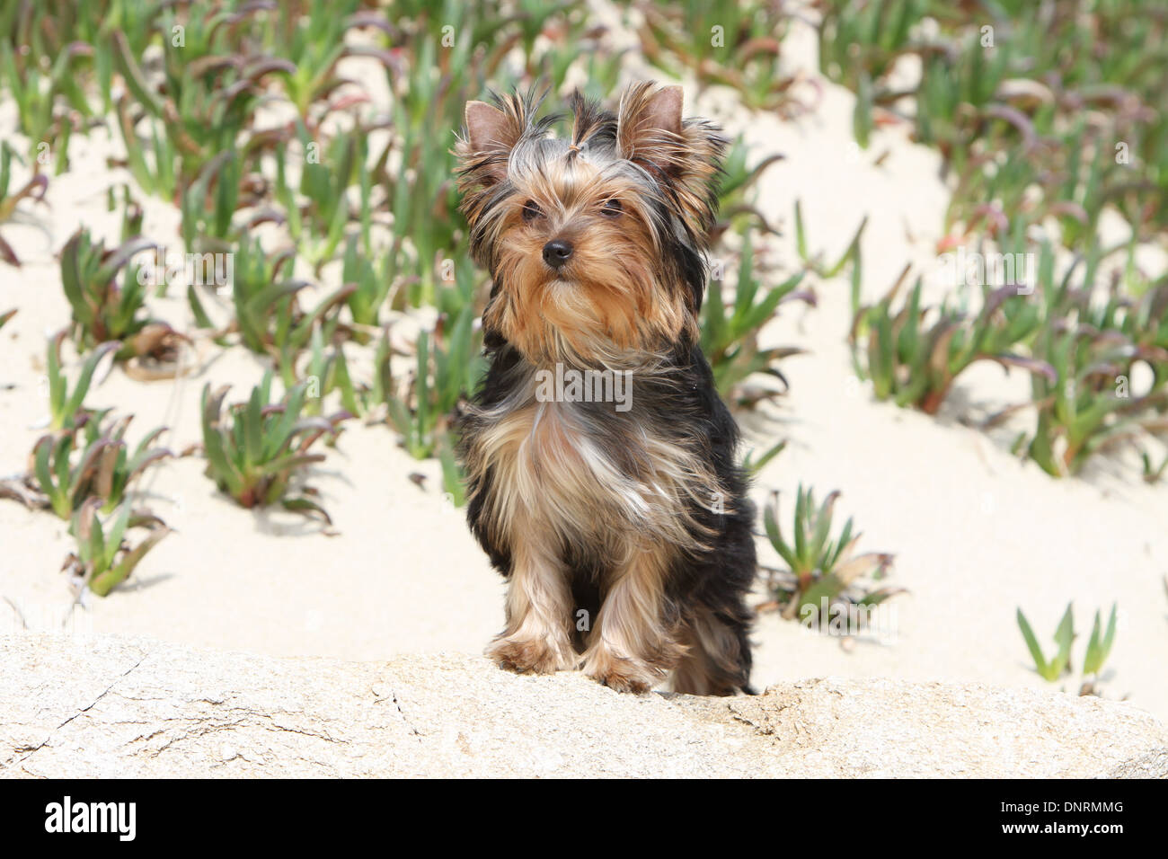 Hund Yorkshire Terrier / Erwachsenen stehen in Dünen Stockfoto