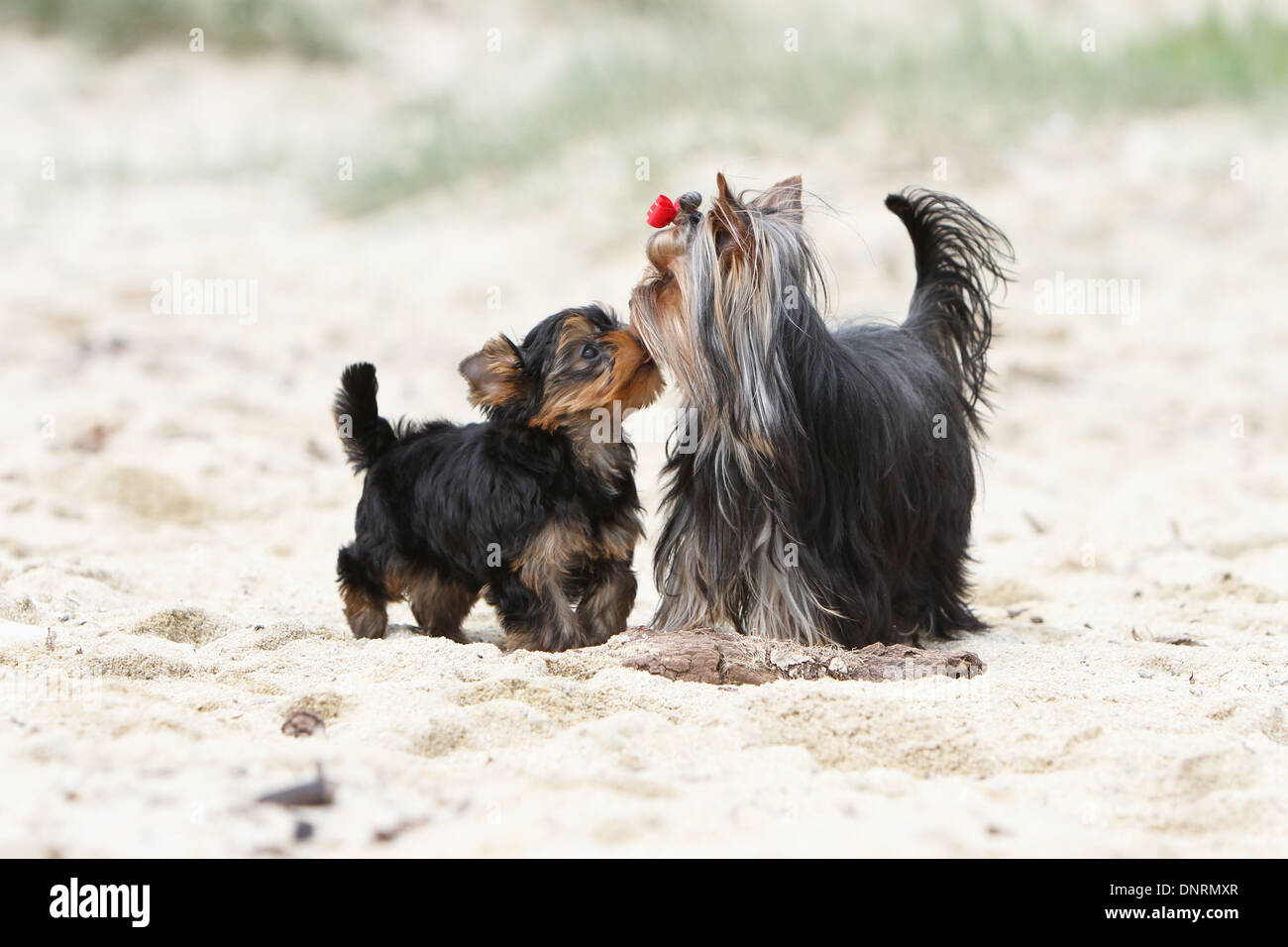 Yorkshire-Terrier Hund / Welpen und Erwachsene stehen am Strand Stockfoto