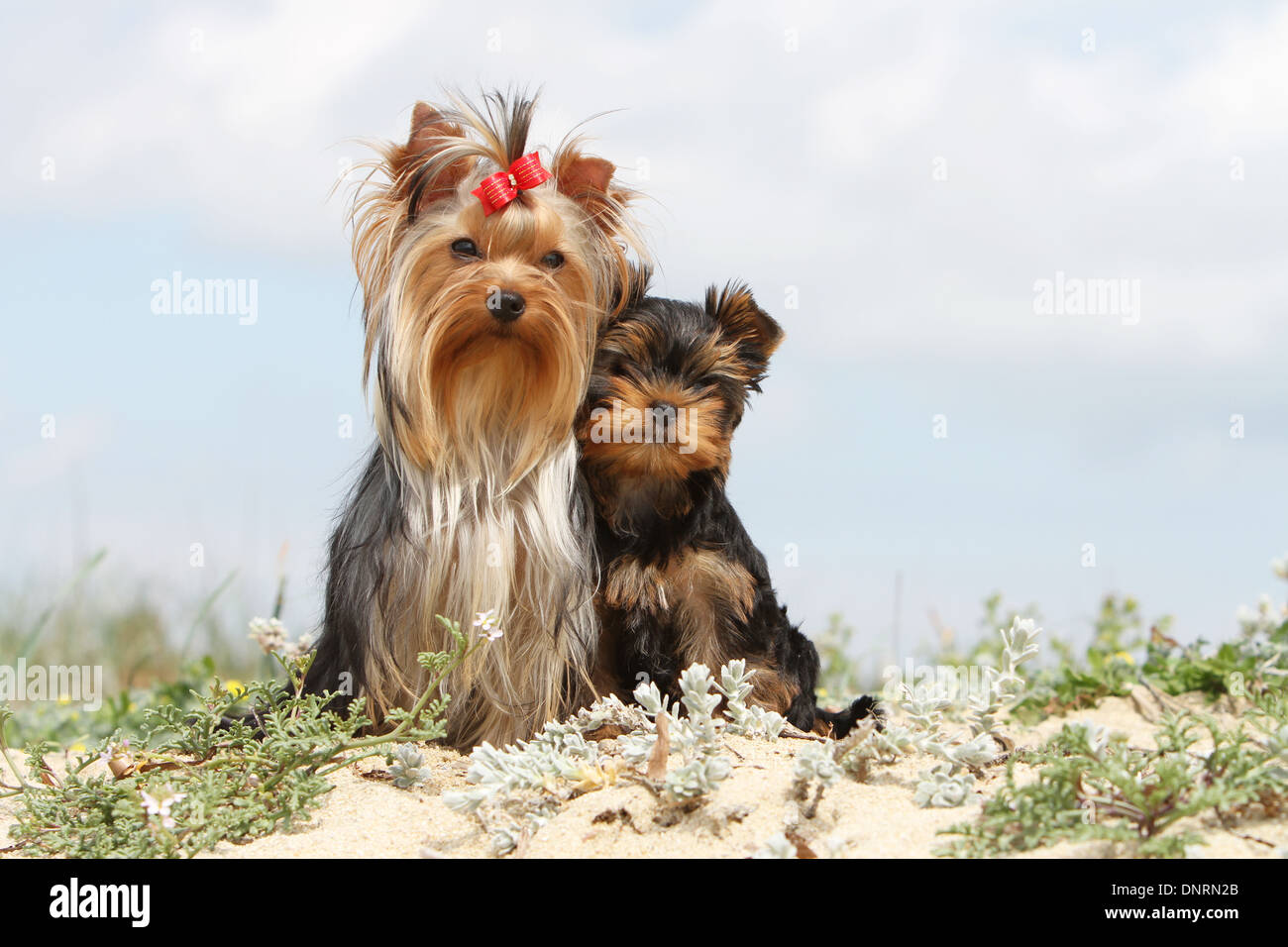 Yorkshire-Terrier Hund / Welpen und Erwachsene sitzen in Dünen Stockfoto Yorkshire-Terrier Hund / Welpen und Erwachsene sitzen in Dünen Stockfoto