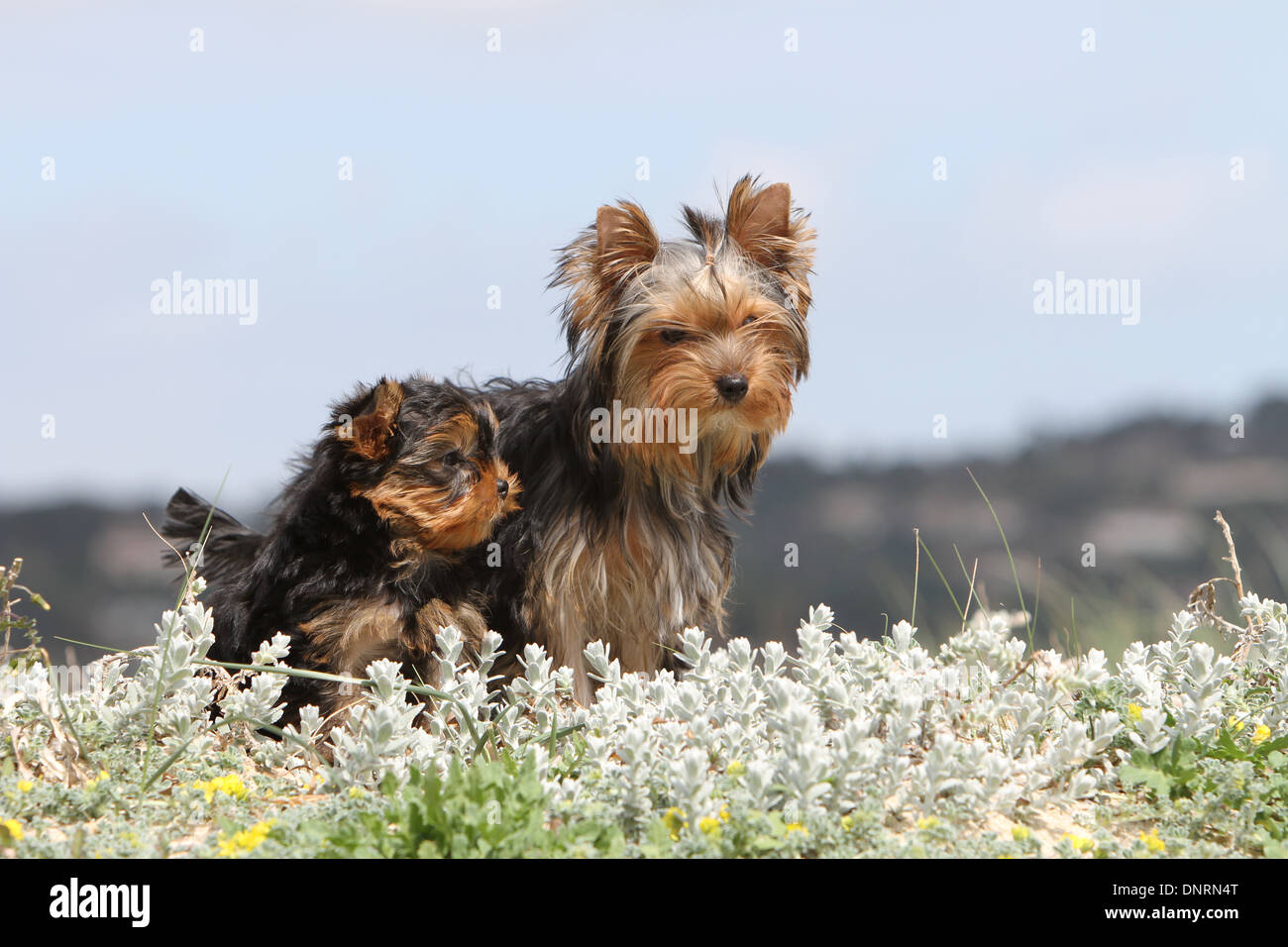 Hund Yorkshire Terrier / Erwachsene und Welpen in Dünen Stockfoto Hund Yorkshire Terrier / Erwachsene und Welpen in Dünen Stockfoto