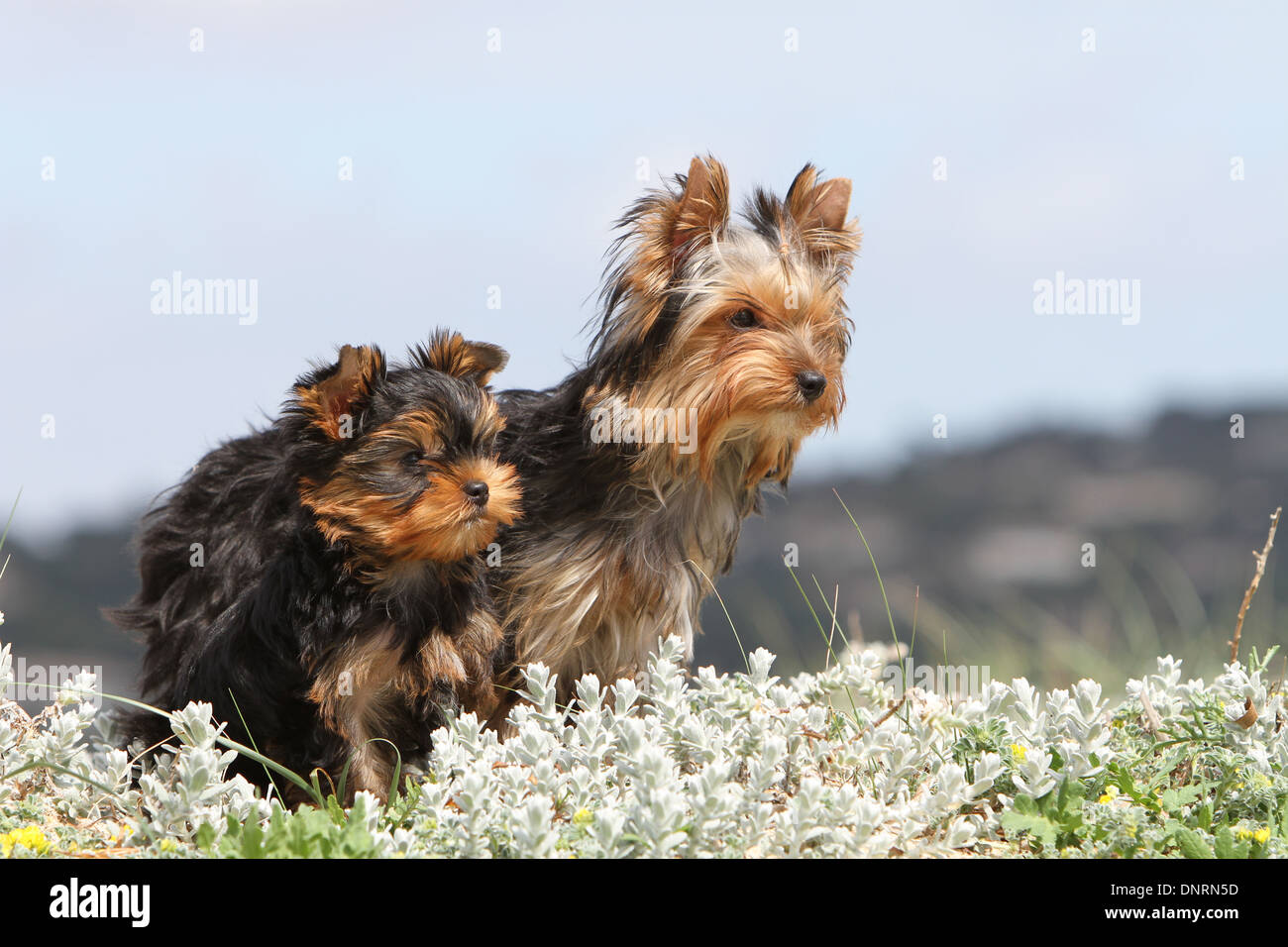 Hund Yorkshire Terrier / Erwachsene und Welpen in Dünen Stockfoto Hund Yorkshire Terrier / Erwachsene und Welpen in Dünen Stockfoto