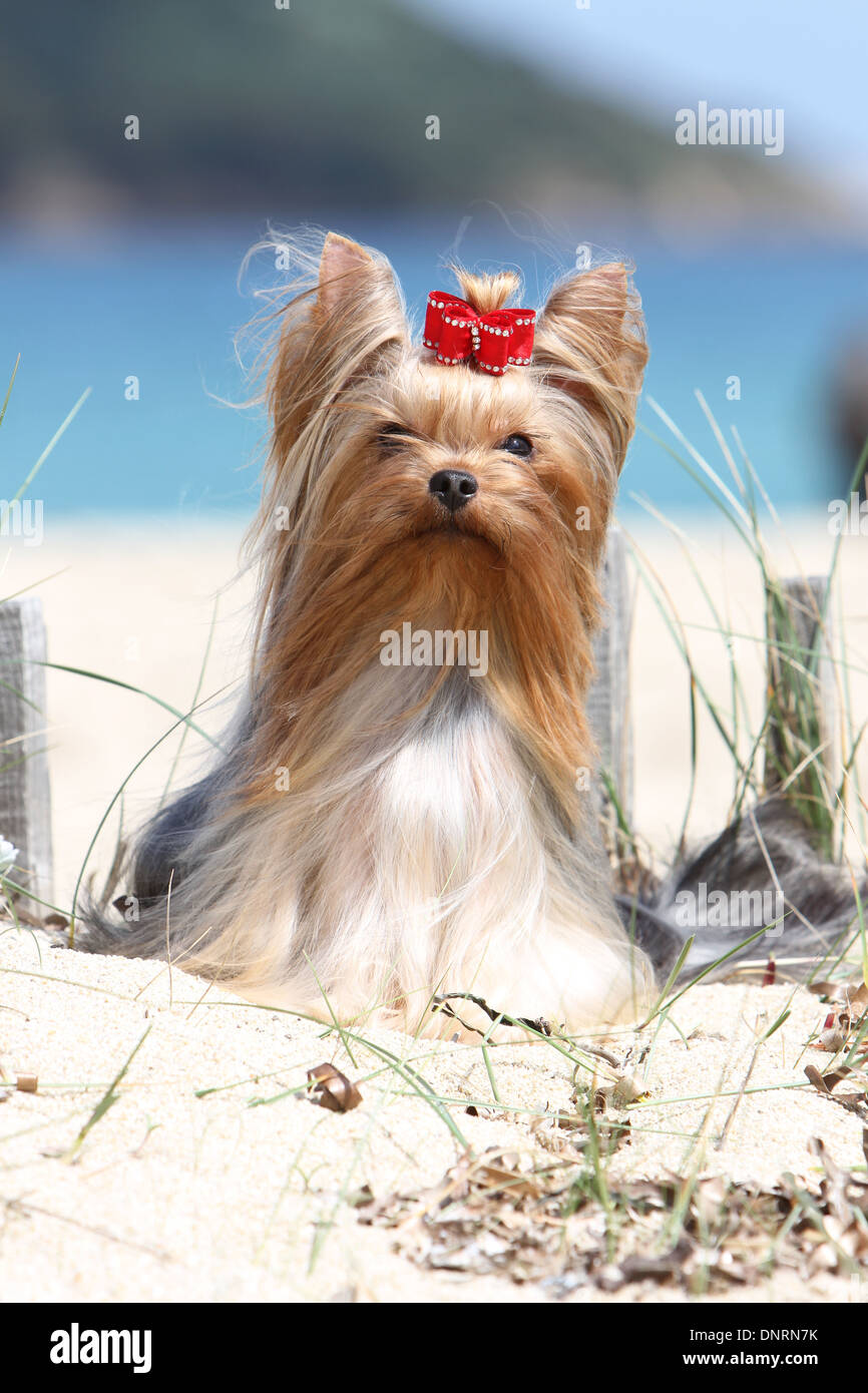 Hund Yorkshire Terrier / Erwachsene am Strand liegen Stockfoto