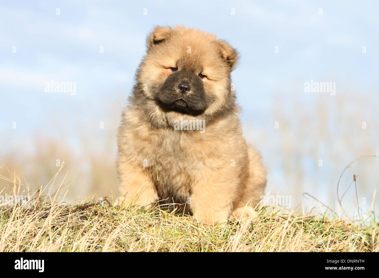 Chow Chows Stockfotos Und Bilder Kaufen Alamy